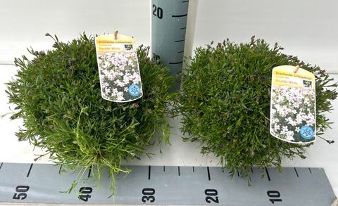 Gypsophila 'Knuddel'