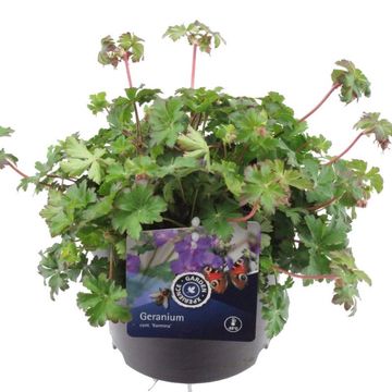 Geranium x cantabrigiense 'Karmina'