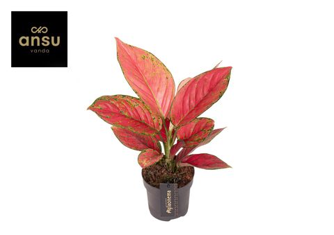 Aglaonema 'Ruby Love'