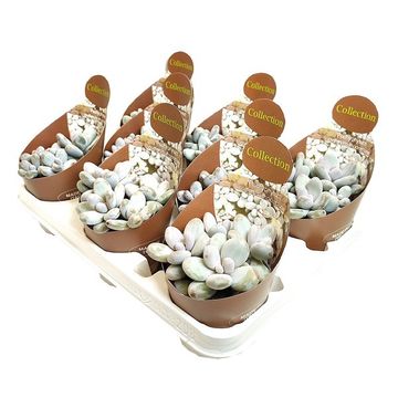 Pachyphytum oviferum