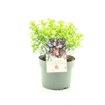 Pittosporum tenuifolium 'Stephens Island'