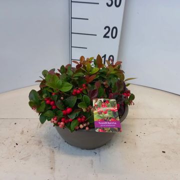 Gaultheria procumbens