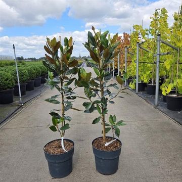 Magnolia grandiflora 'Little Gem'