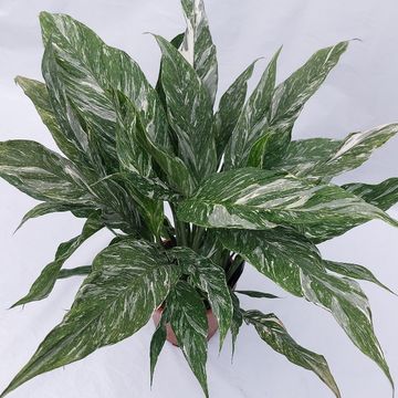 Spathiphyllum DIAMOND