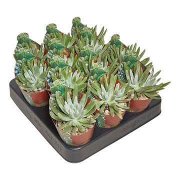 Dudleya virens hassei