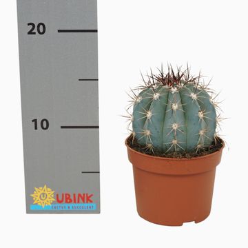 Melocactus azureus
