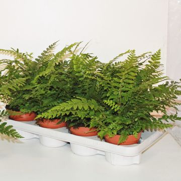 Polystichum aculeatum