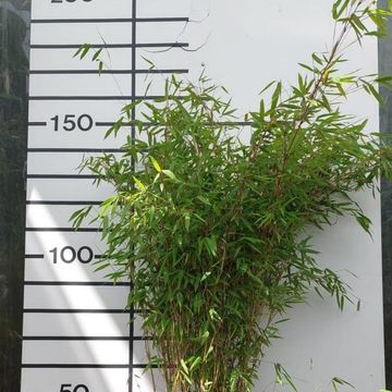 Fargesia 'Obelisk'
