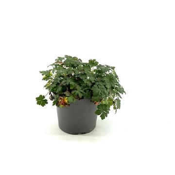 Geranium x cantabrigiense 'Cambridge'