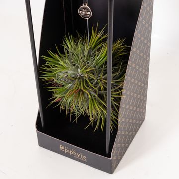 Aranżacja Tillandsia