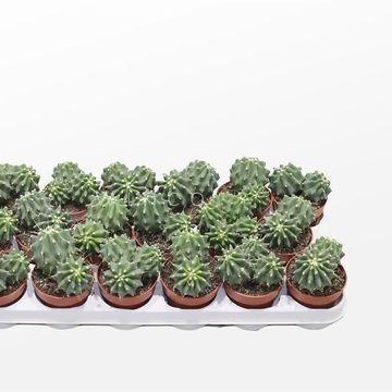 Ferocactus glaucescens inermis