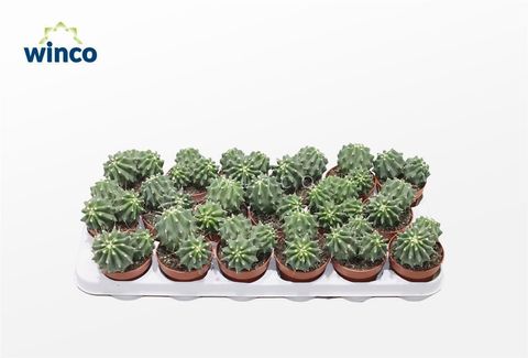 Ferocactus glaucescens inermis