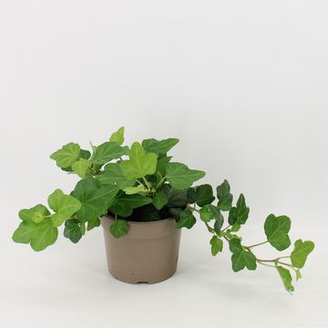 Hedera helix 'Wonder'