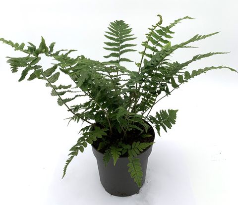 Dryopteris atrata