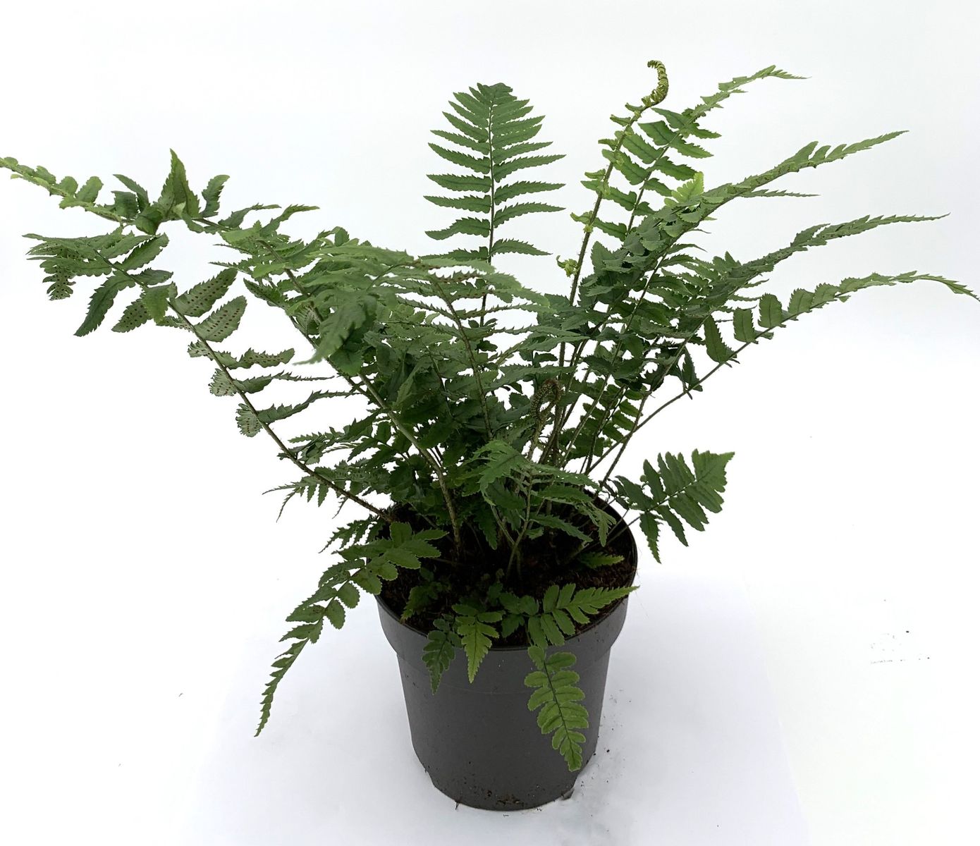 Dryopteris atrata — Рослини оптом FlorAccess