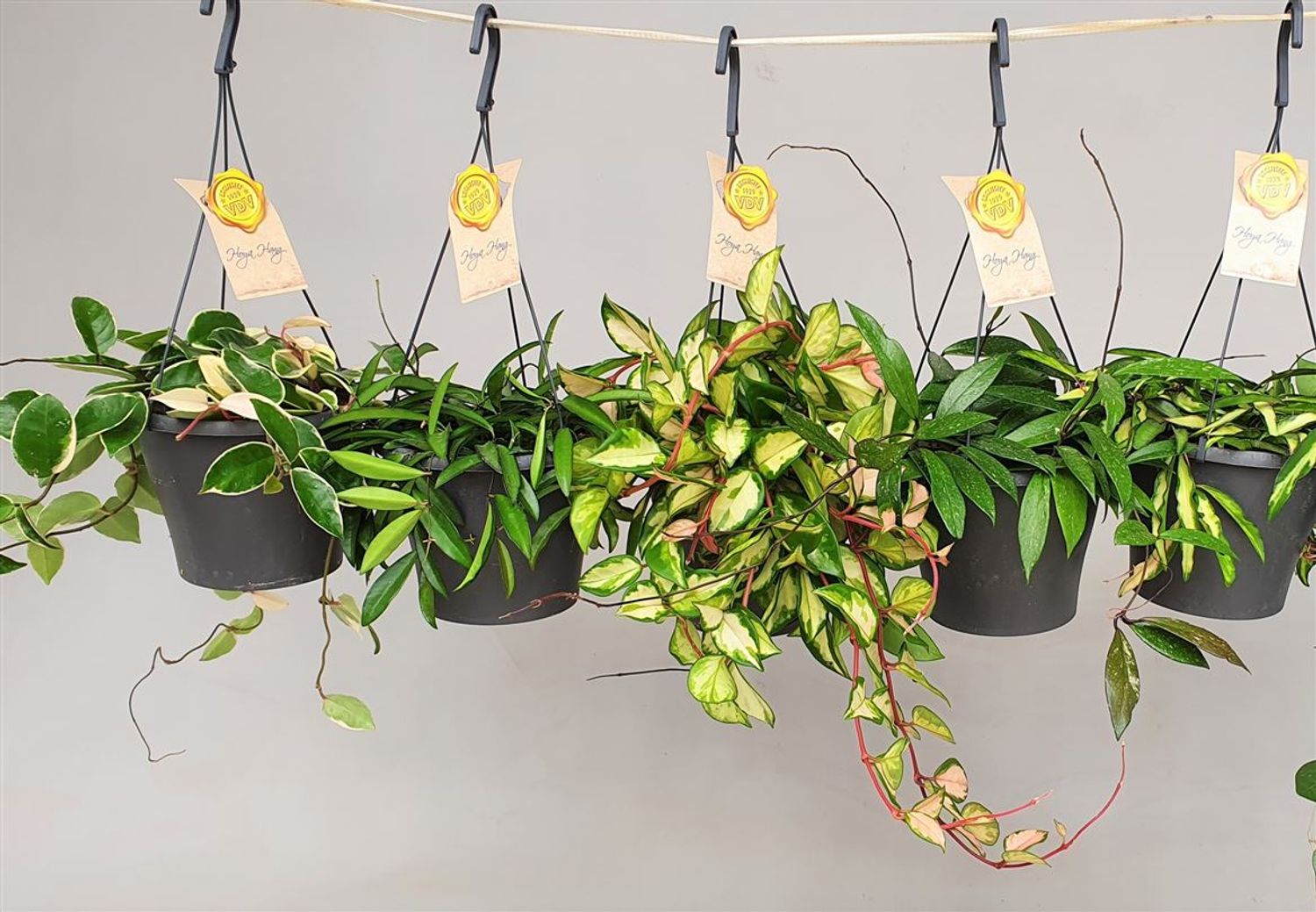 Hoya MIX — Растения Оптовая FlorAccess