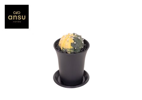 Astrophytum asterias variegata