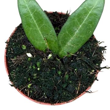Hoya hypolasia