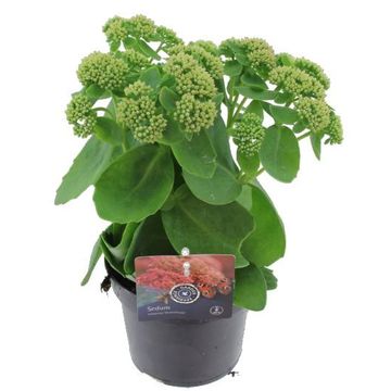 Sedum 'Herbstfreude'