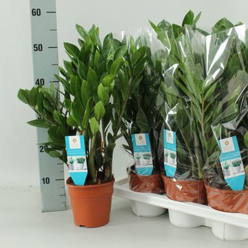 Zamioculcas zamiifolia