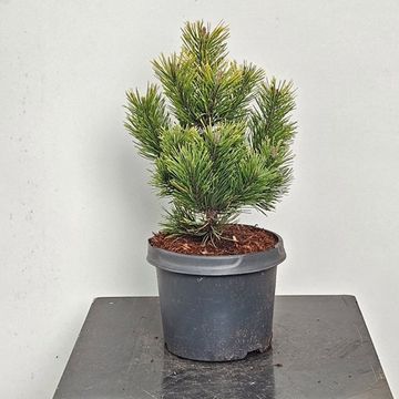 Pinus mugo 'Golden Glow'