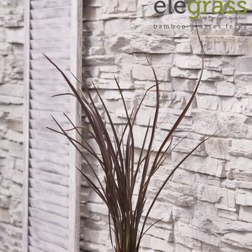 Phormium 'Amazing Red'