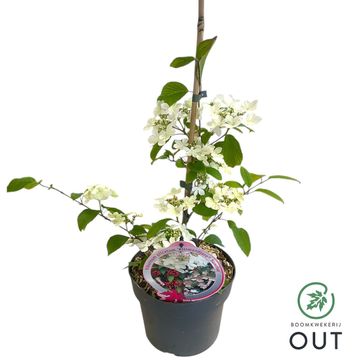 Viburnum plicatum KILIMANDJARO SUNRISE