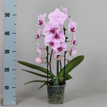 Phalaenopsis ANTHURA WASHINGTON