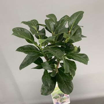 Prunus laurocerasus ETNA