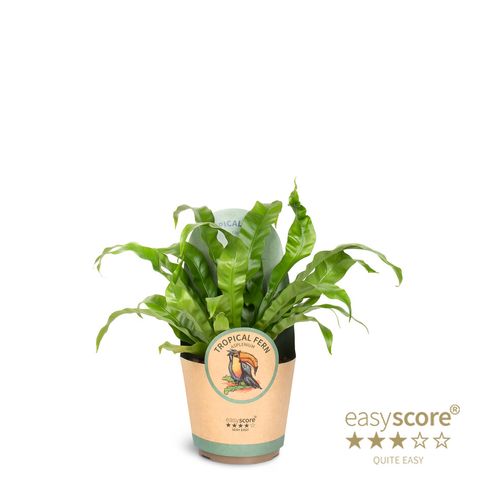 Asplenium antiquum