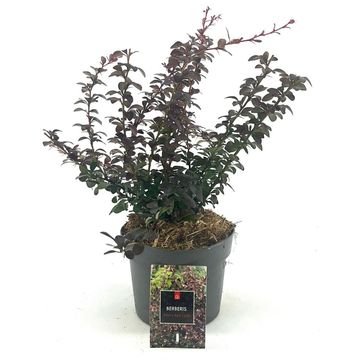 Berberis thunbergii 'Dart's Red Lady'