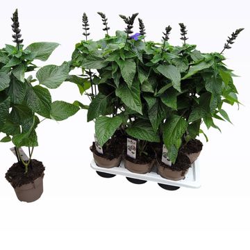 Salvia 'Black & Bloom'