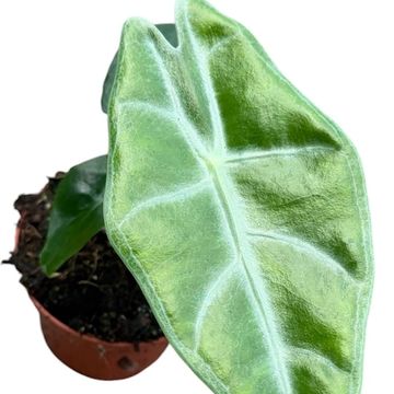 Alocasia longiloba