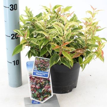 Leucothoe fontanesiana 'Makijaz'