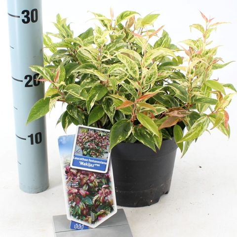 Leucothoe fontanesiana 'Makijaz'