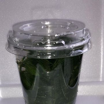 Ceratophyllum demersum