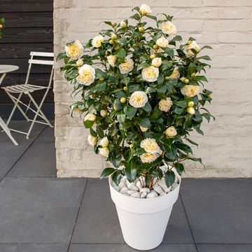 Camellia x williamsii 'Jury's Yellow'