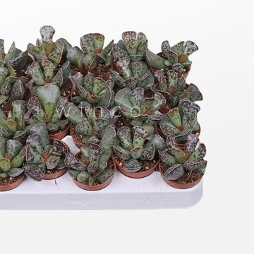 Adromischus cooperi