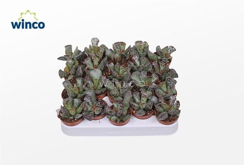 Adromischus cooperi