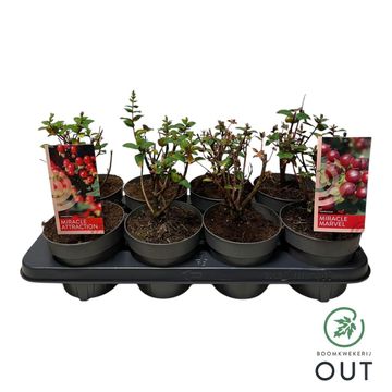 Hypericum MIRACLE MIX