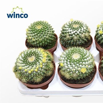 Mammillaria marksiana