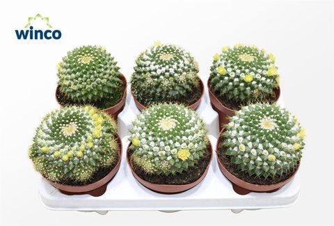 Mammillaria marksiana