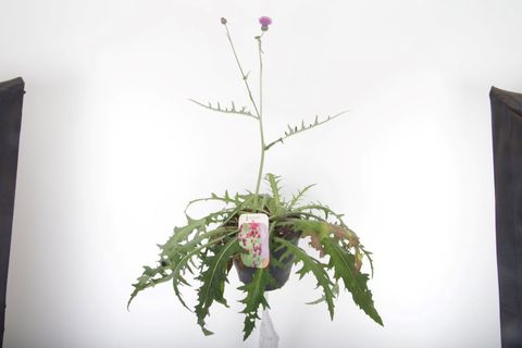 Cirsium rivulare 'Trevors Blue Wonder'