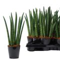 Sansevieria cylindrica 'Spaghetti'