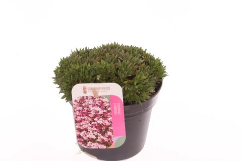 Saxifraga MARTO ROSE