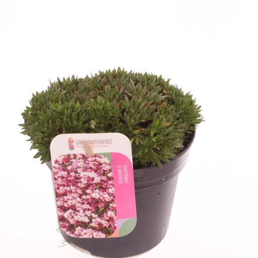 Saxifraga MARTO ROSE