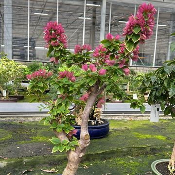 Bougainvillea glabra
