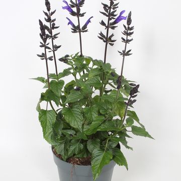 Salvia SALGOON LAKE BLUEBERRY