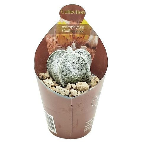 Astrophytum coahuilense