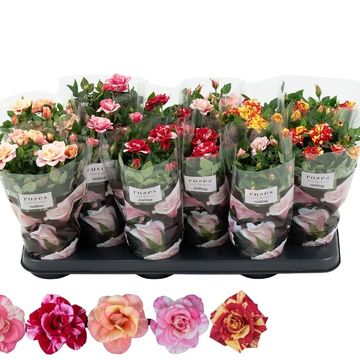 Rosa VICTORY MIX